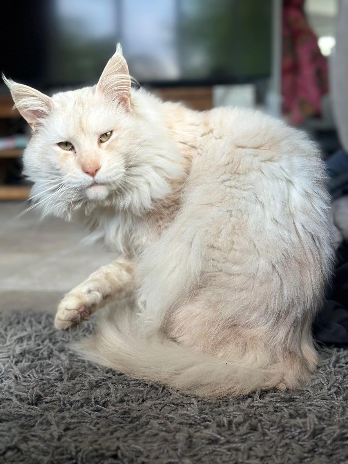 Lieve Maine Coon kater (James, 2 jaar) zoekt gouden mandje, Kater, Gechipt, 0 tot 2 jaar