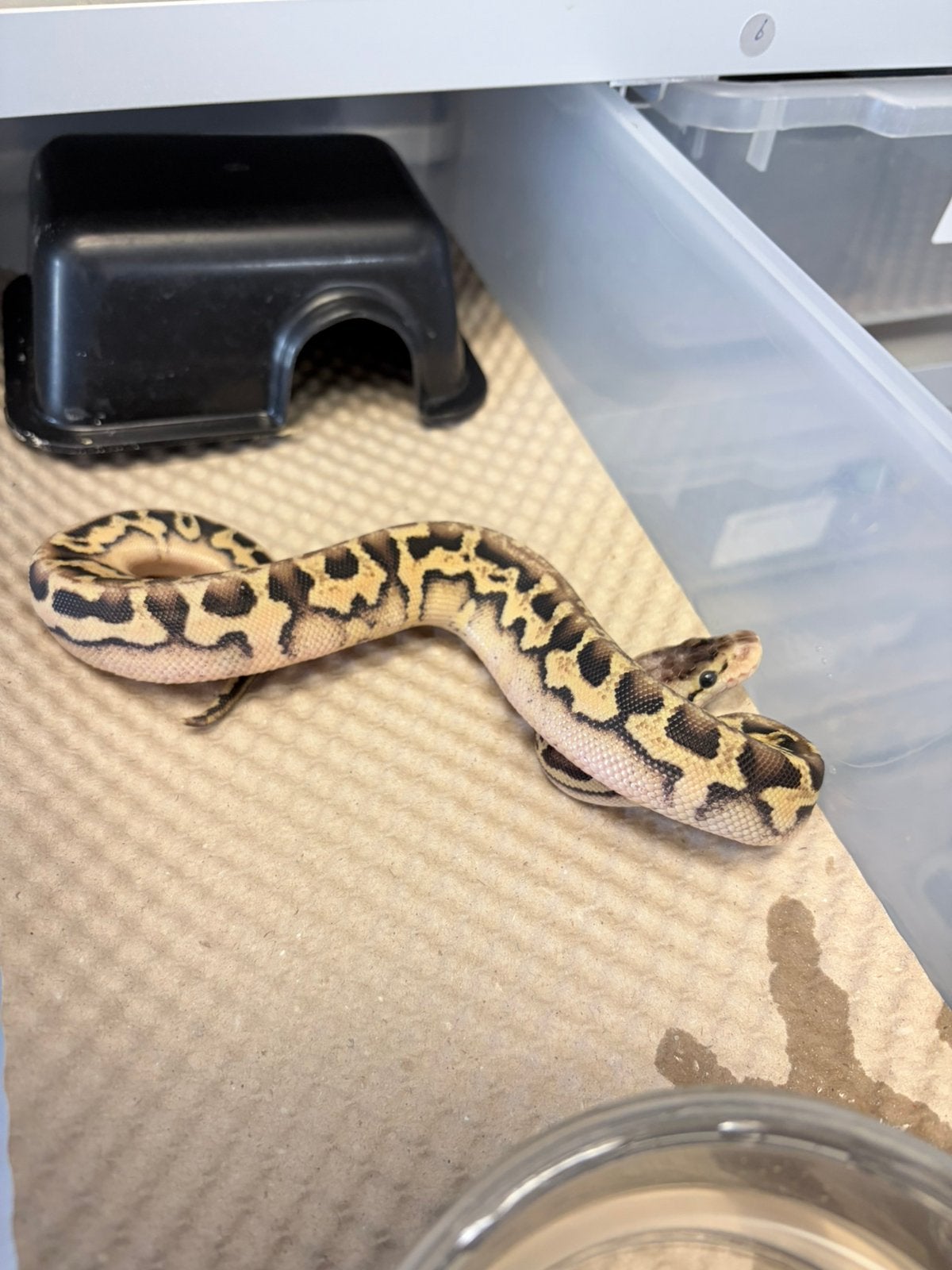 Python regius puzzle Ball Python photo 3