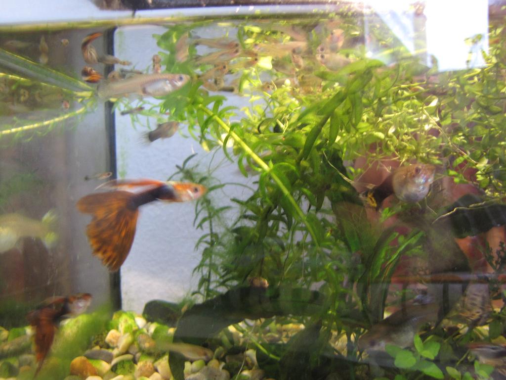 tka volwassen guppen m/V, Vis, Zoetwatervis