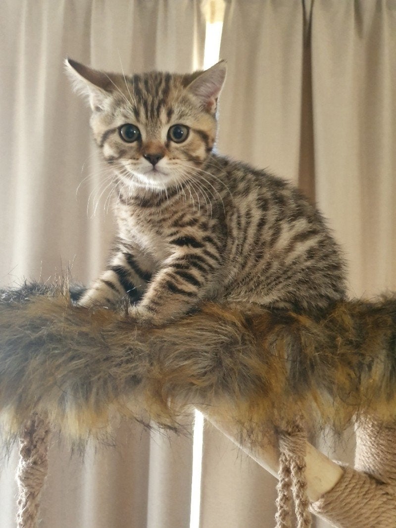 Brits Korthaar Black Golden Tabby Spotted kittens / stamboom, Kater, Kortharig, 0 tot 2 jaar