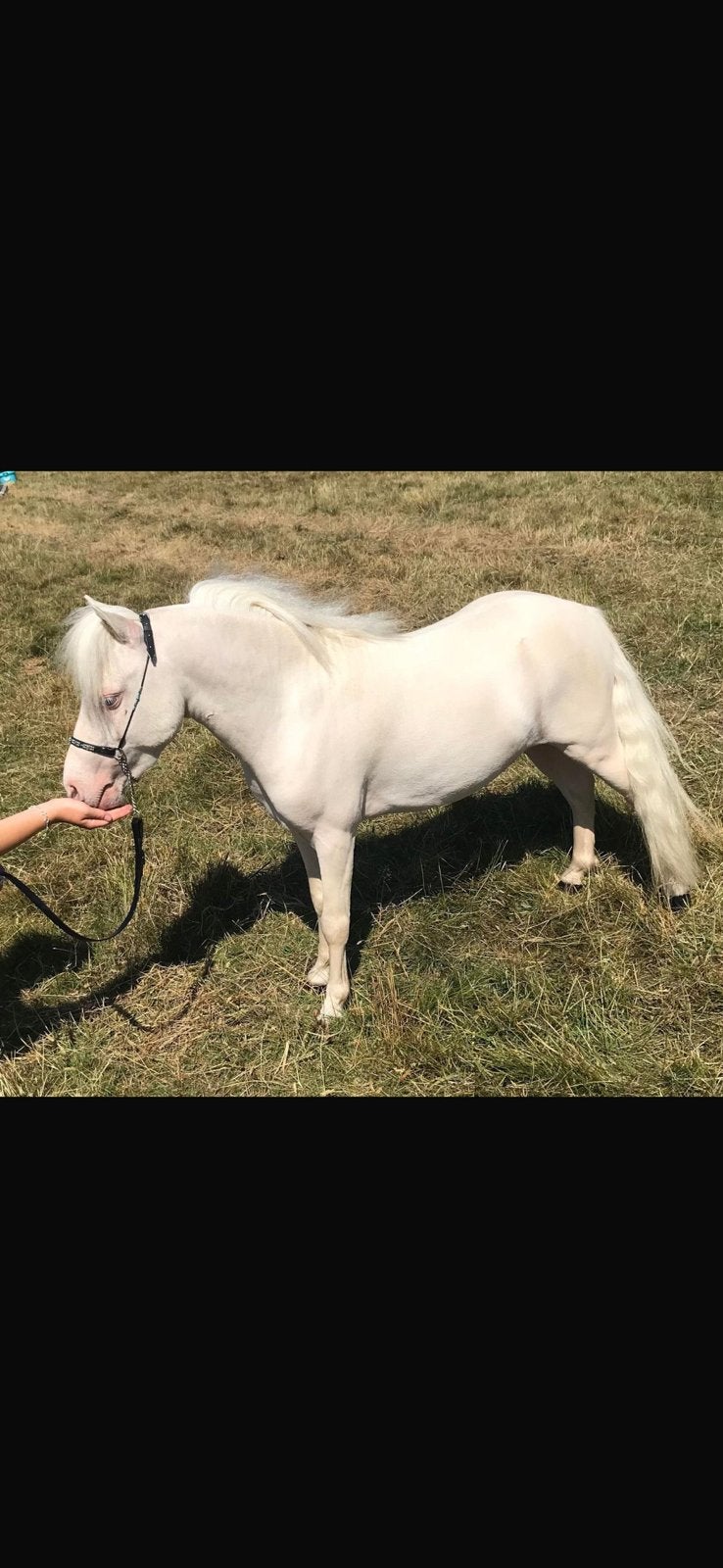 Shetlander hengstje te koop, Dieren en Toebehoren, Hengst