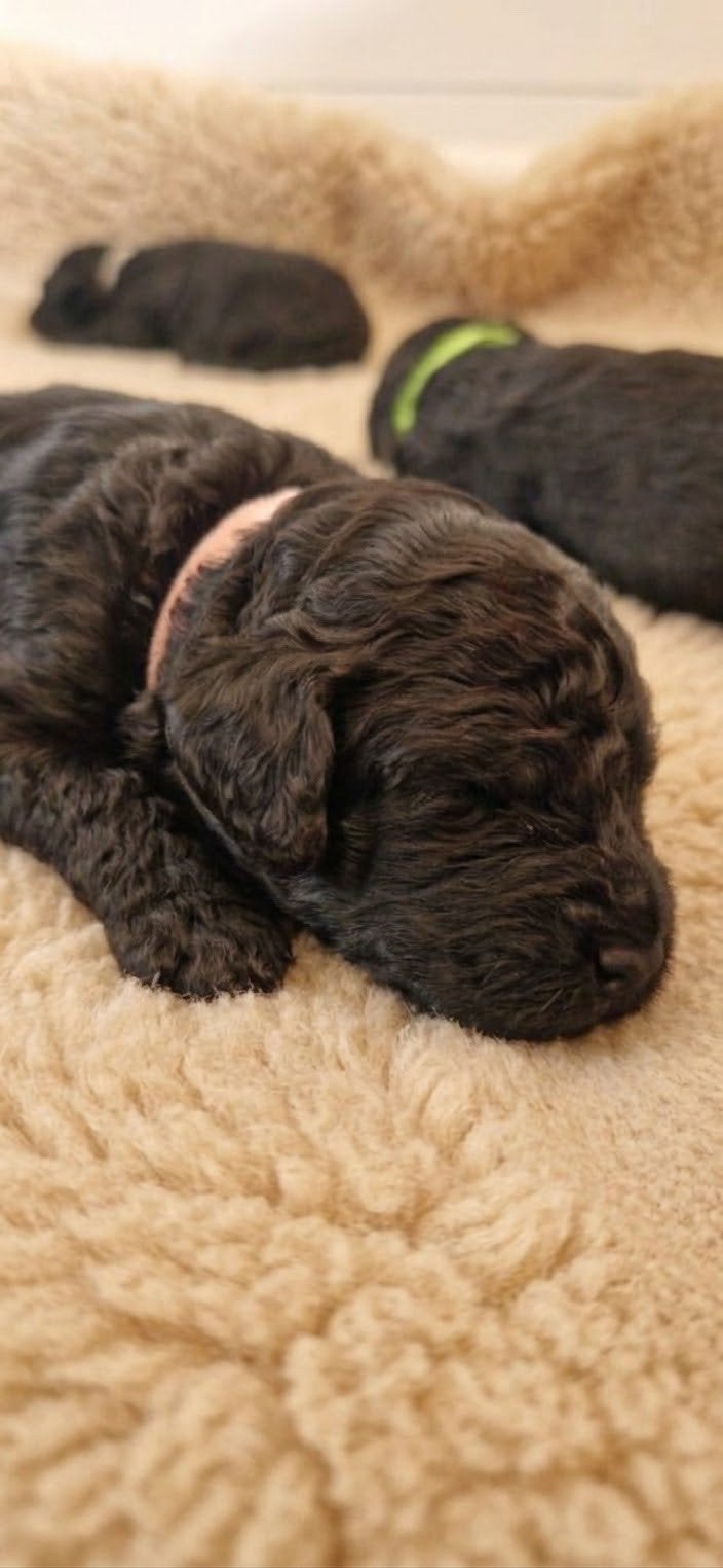 Multigen Labradoodle puppy's, 8 tot 15 weken, CDV (hondenziekte), Meerdere, Meerdere dieren