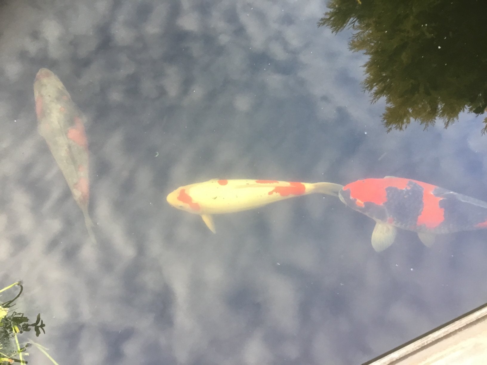 Deze mooie koi karper mag mijn vijver verlaten, Karper of Koi