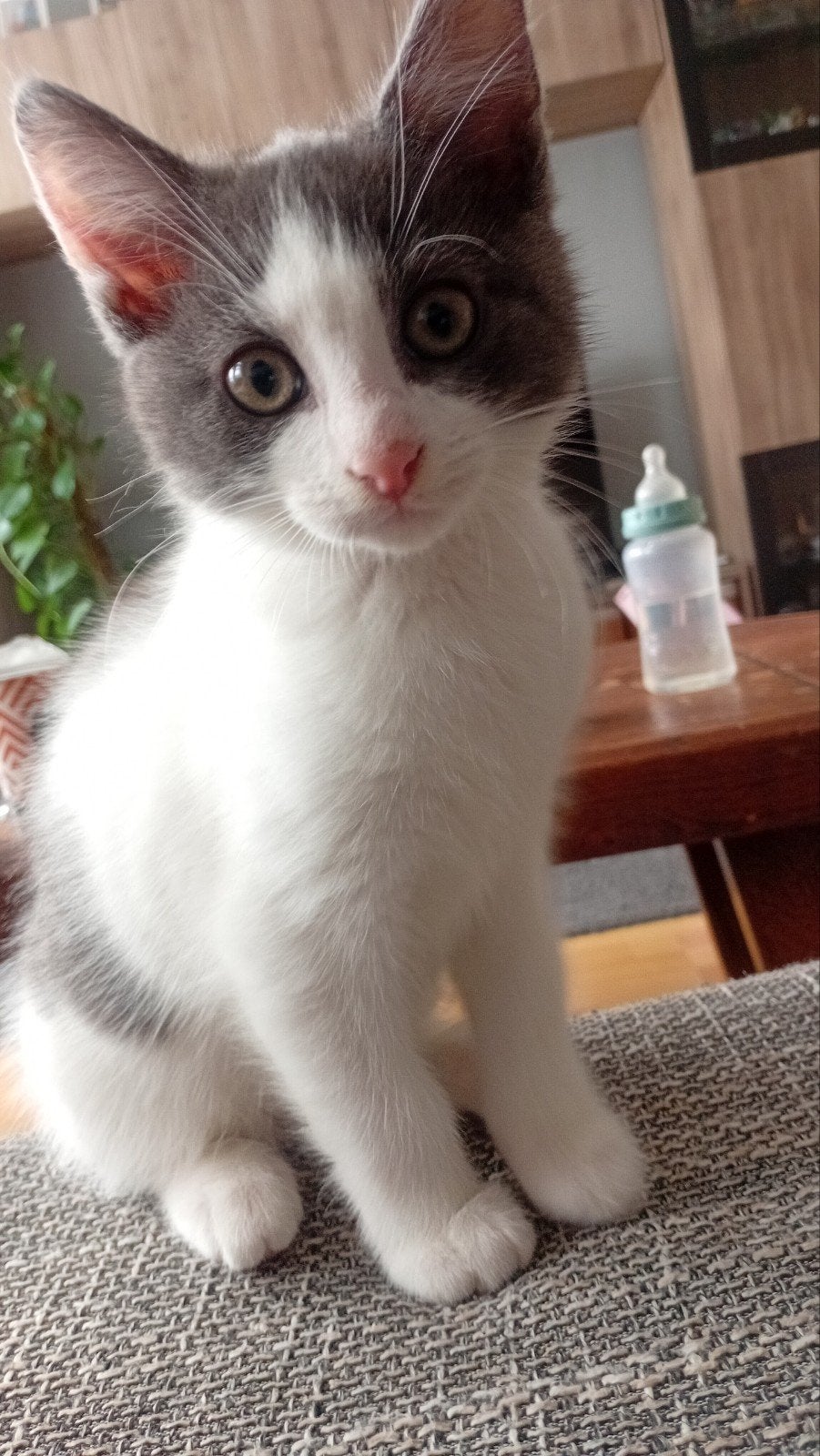 Kitten zoekt een nieuwe huisje