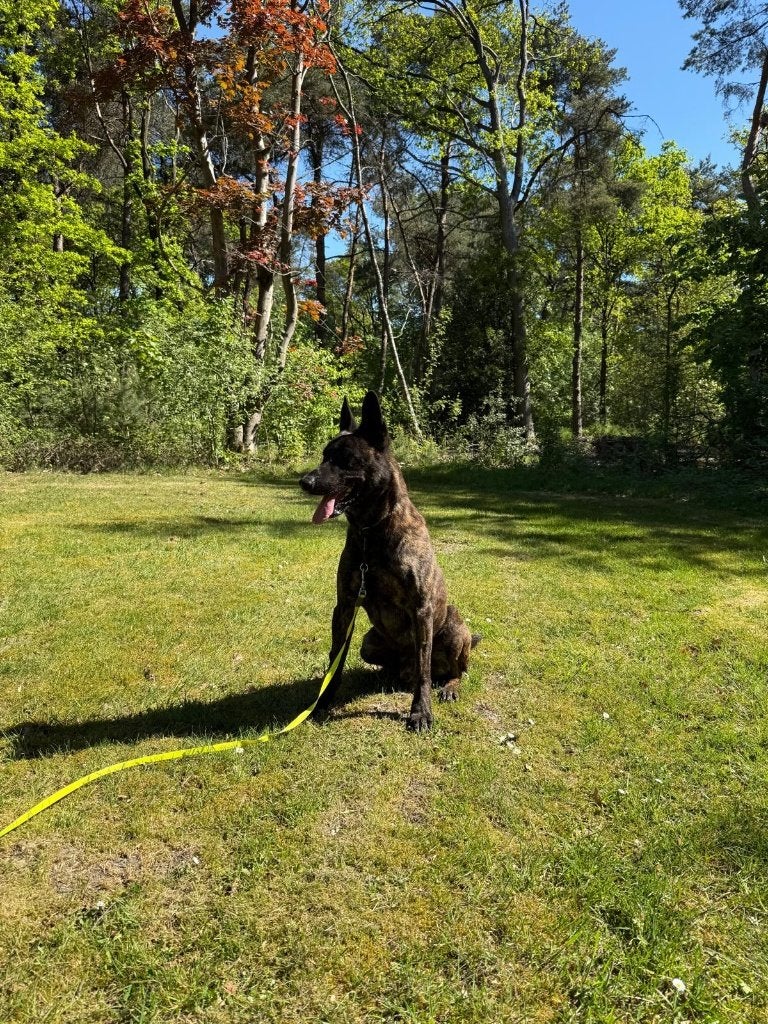 Hollandse herder, 6 jaar of ouder, Parvo, Reu, Eén hond
