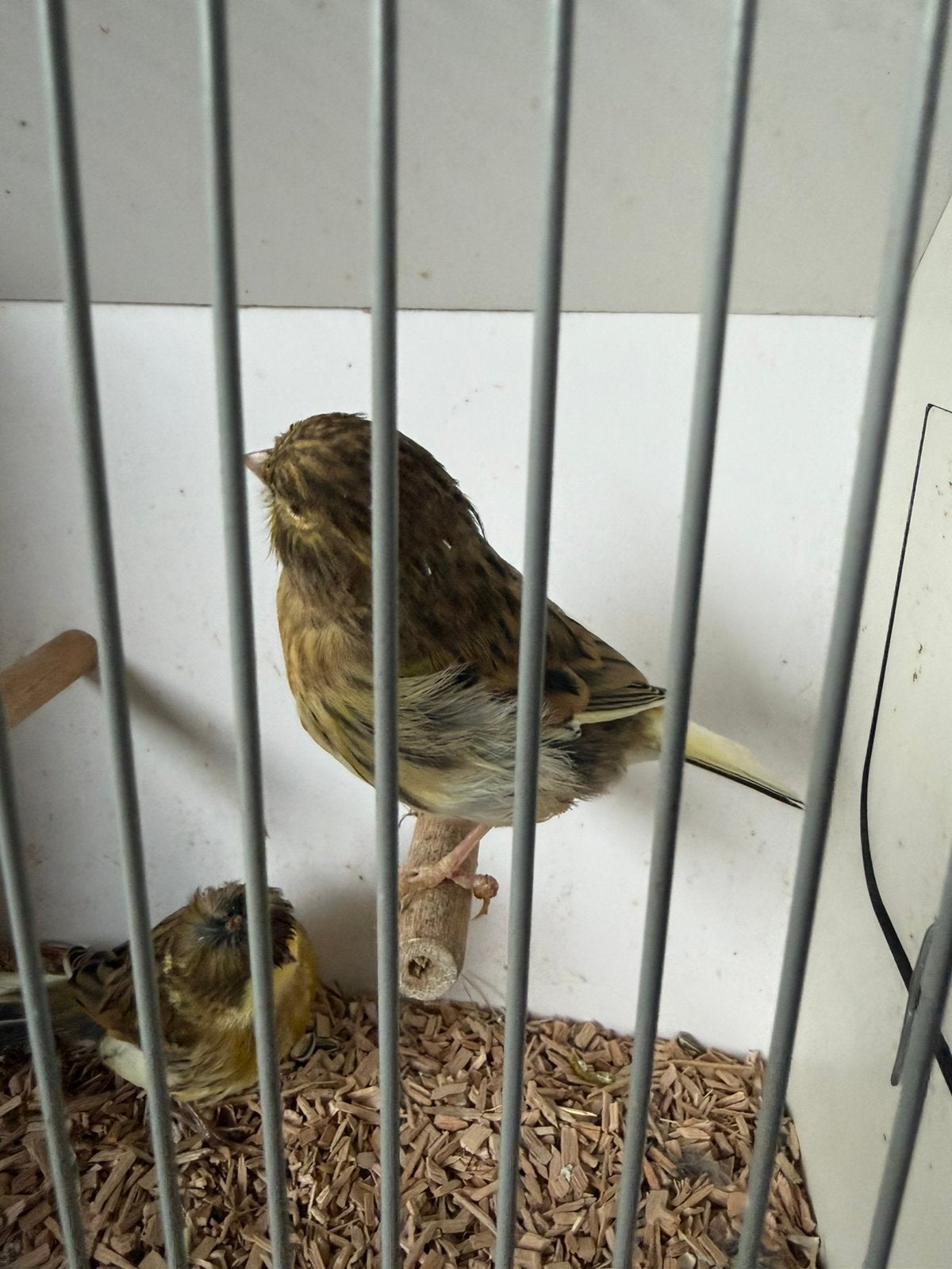 2 jonge licht bonte glosters, Dieren en Toebehoren, Geslacht onbekend, Postuurkanarie