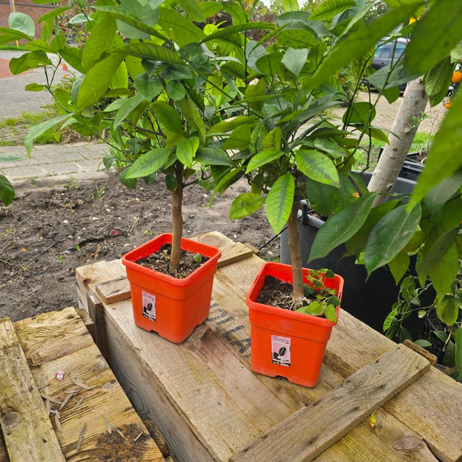 Vers binnen: Prachtige Citrusbomen vol met vrucht!, Tuin en Terras, Ophalen of Verzenden, Minder dan 100 cm, Lente