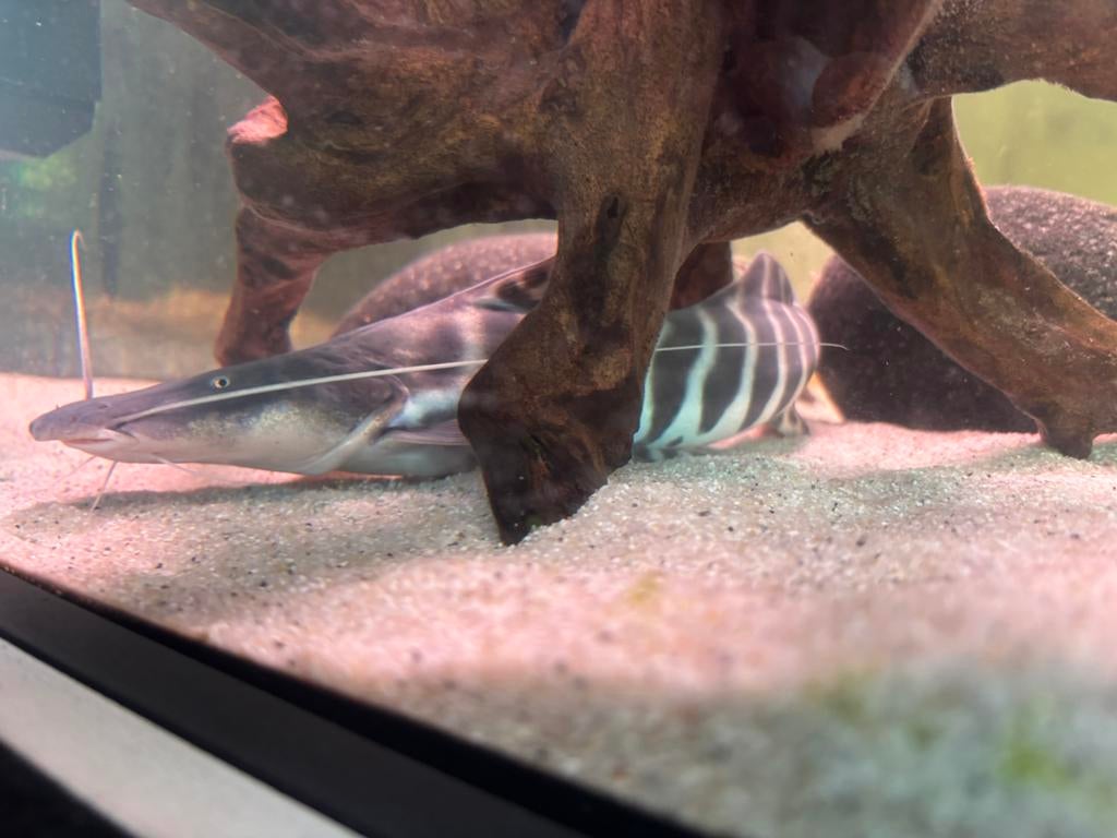 Mooie Batasio tigrinus, Dieren en Toebehoren, Vissen | Aquariumvissen, Vis, Zoetwatervis
