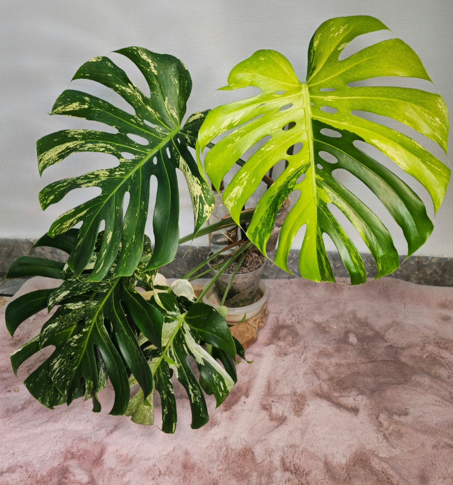 Monstera Albo large form, Ophalen of Verzenden