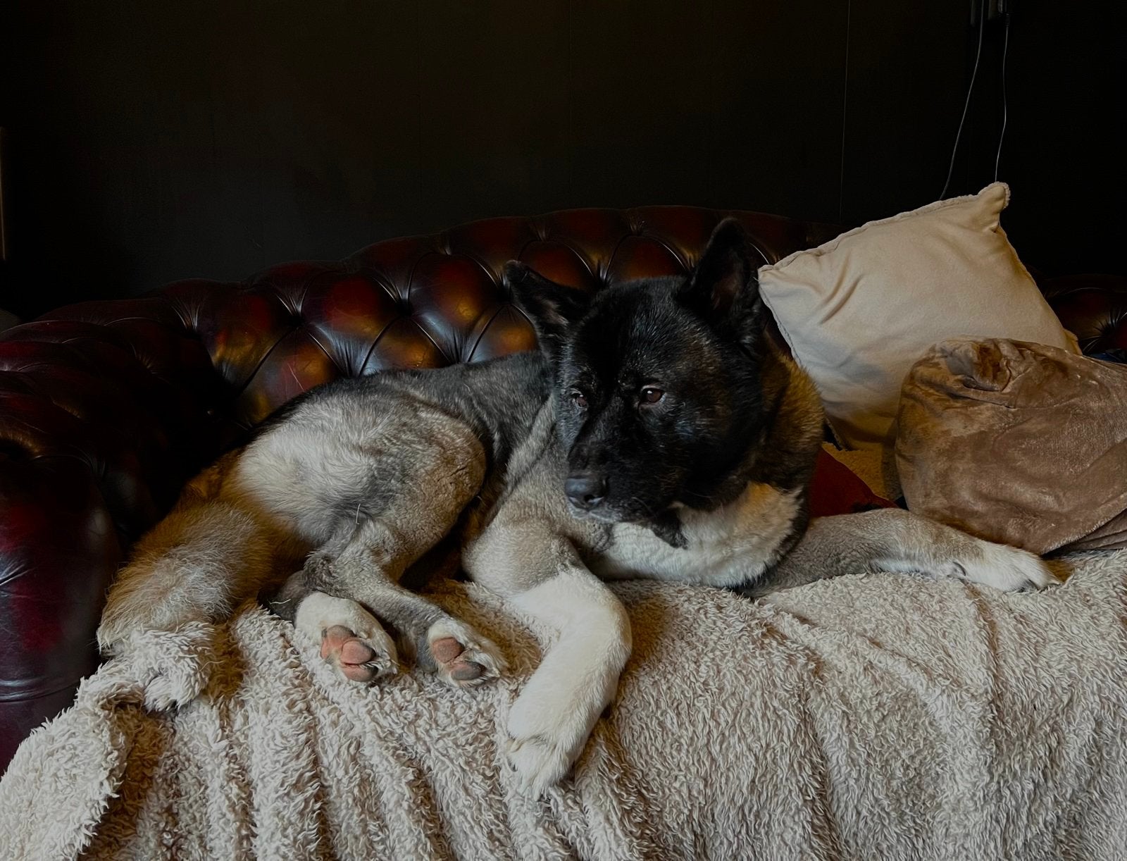 Onze Kaya zoekt nieuw huisje (Akita Amerikan zwart), Dieren en Toebehoren, 6 jaar of ouder, CDV (hondenziekte), Teef, Groot