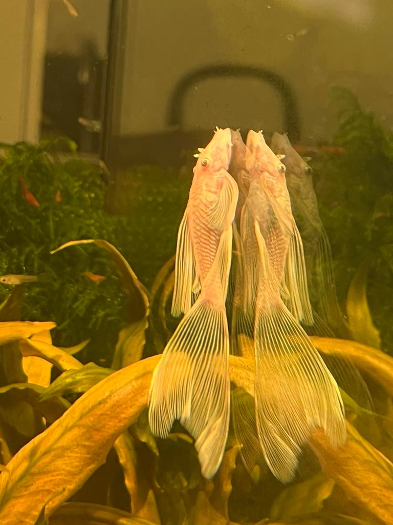 L114 Pleco Snow white short tail, Dieren en Toebehoren, Vissen | Aquariumvissen, Vis
