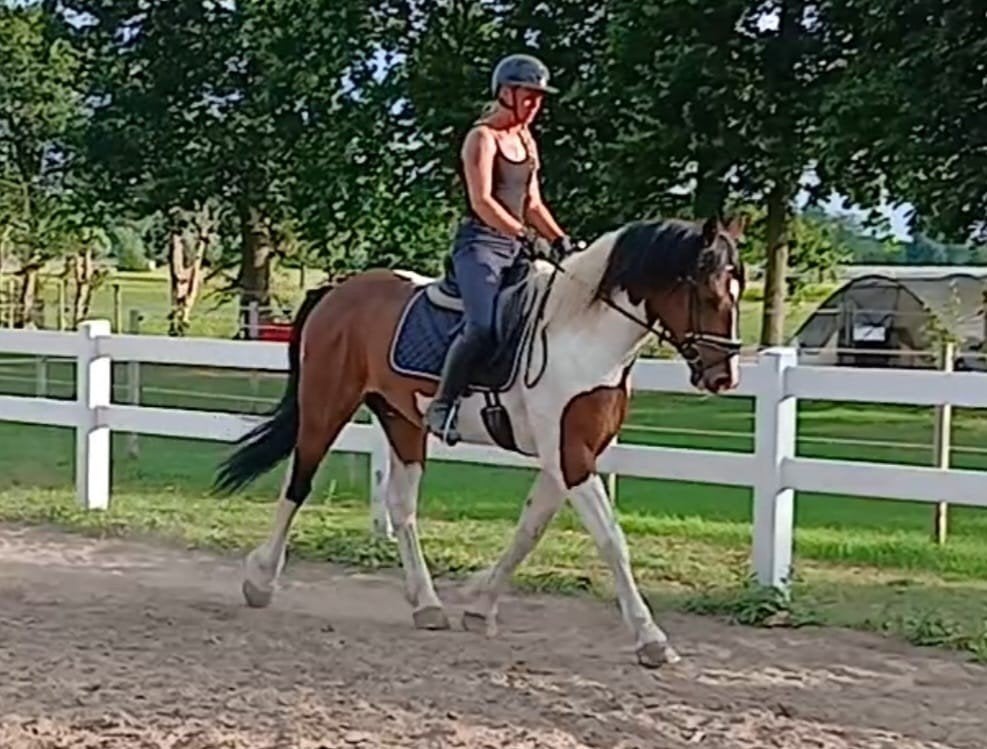 Waanzinnig knappe brave ruin!!, Ruin, 3 tot 6 jaar, Gechipt, 160 tot 165 cm