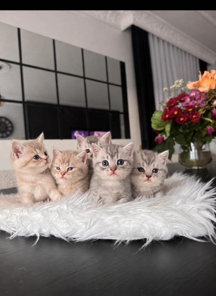Brits korthaar kittens te koop, Meerdere dieren, 0 tot 2 jaar