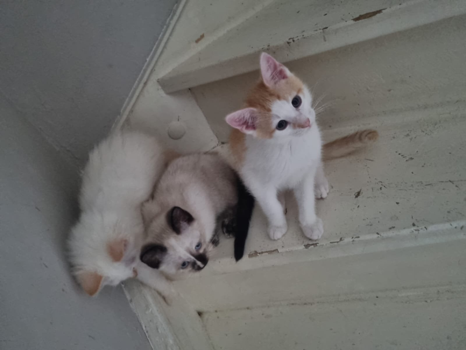 Kittens, 4 maanden., Dieren en Toebehoren, Meerdere dieren, 0 tot 2 jaar