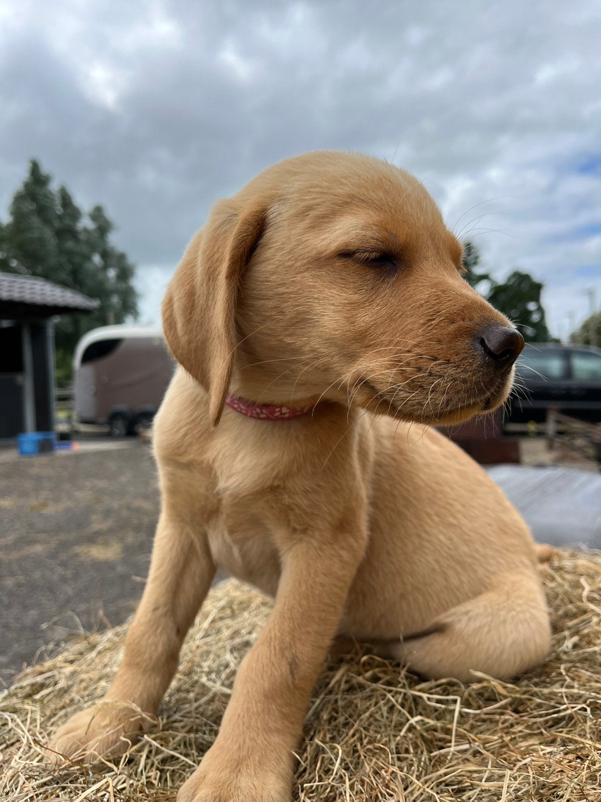 Schattige Labrador puppys 9 weken oud, Parvo, 8 tot 15 weken, Labrador retriever, Meerdere