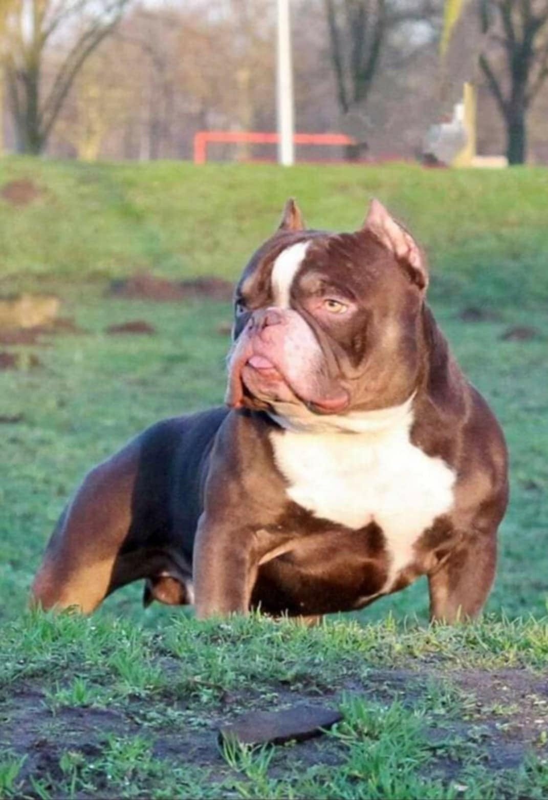 shelby  dekreu micro  7 jaar oud, Dieren en Toebehoren, Particulier, Reu, 1 tot 2 jaar, Buitenland
