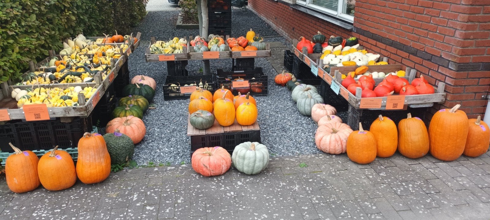 Te Koop Pompoenen, Ophalen, Eenjarig, Overige soorten, Volle zon
