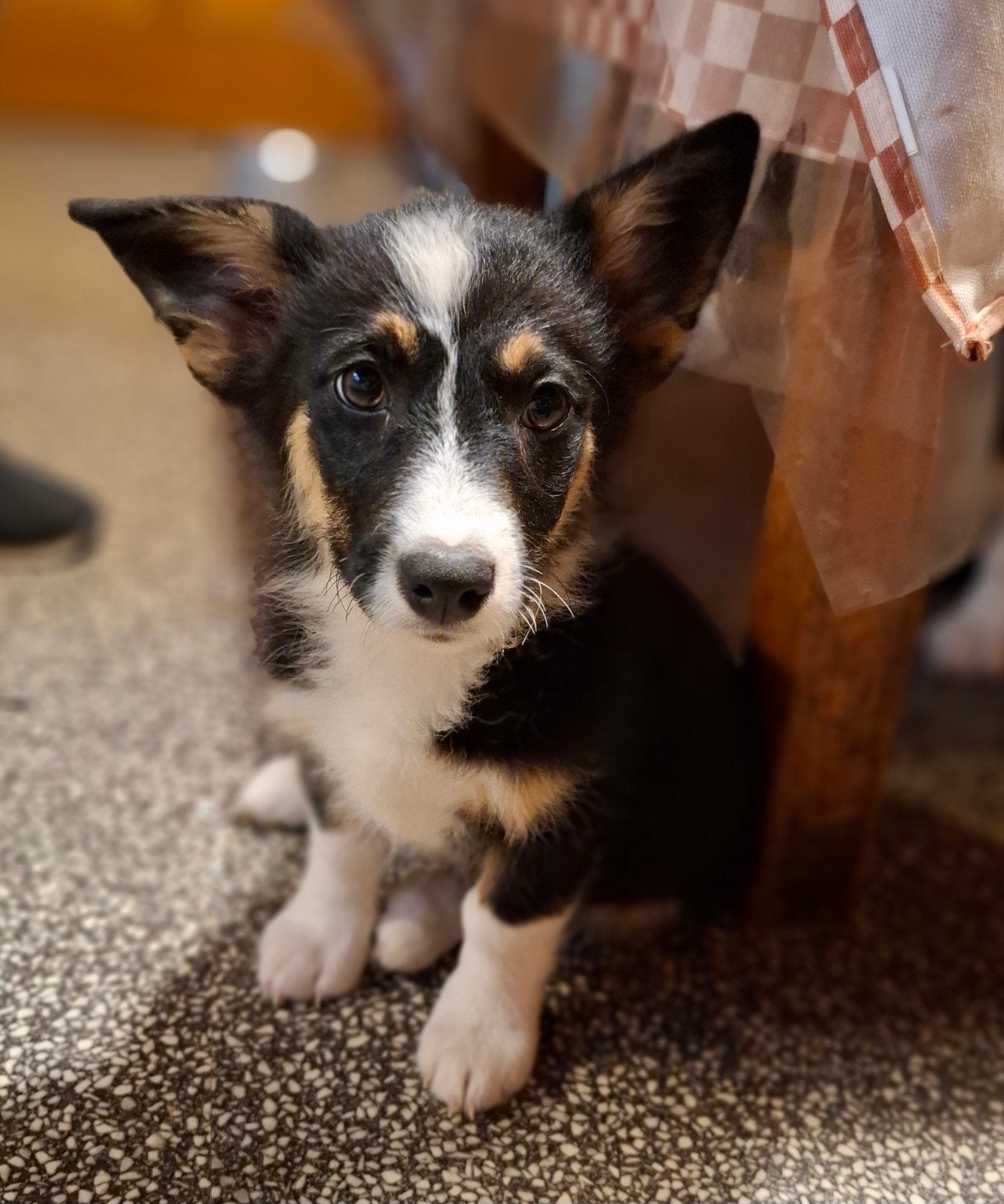 Super lieve speelse Welsh Corgi Cardigan pups puppys, Dieren en Toebehoren, Overige rassen, 8 tot 15 weken, Meerdere, Meerdere dieren