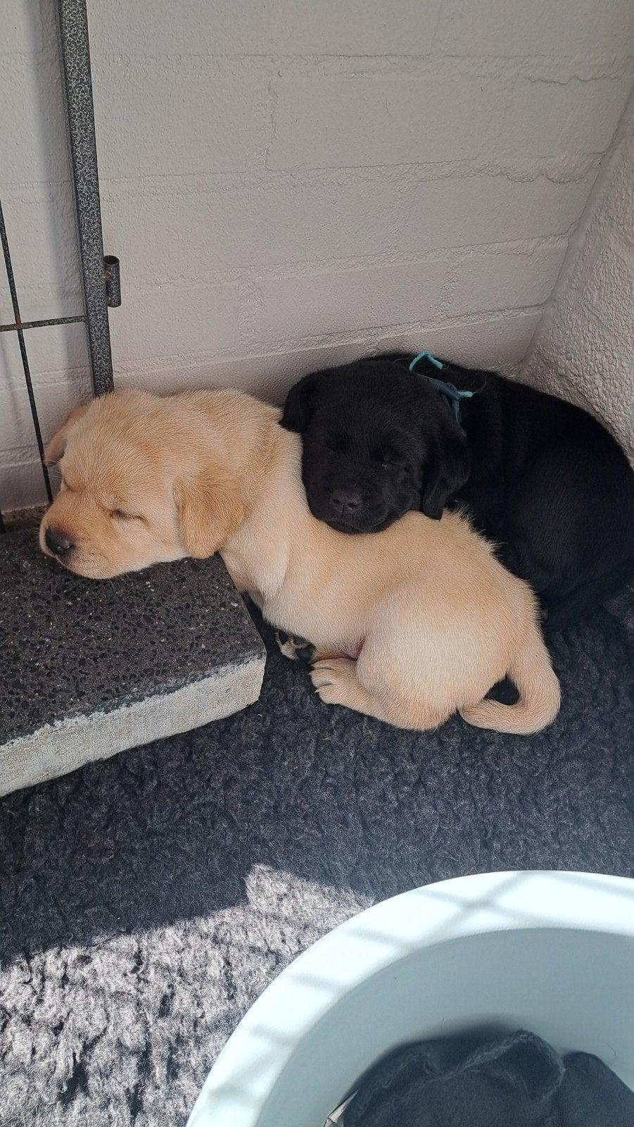 labrador pups met stamboom nog 2 reutjes beschikbaar, 8 tot 15 weken, Labrador retriever, Meerdere, Meerdere dieren