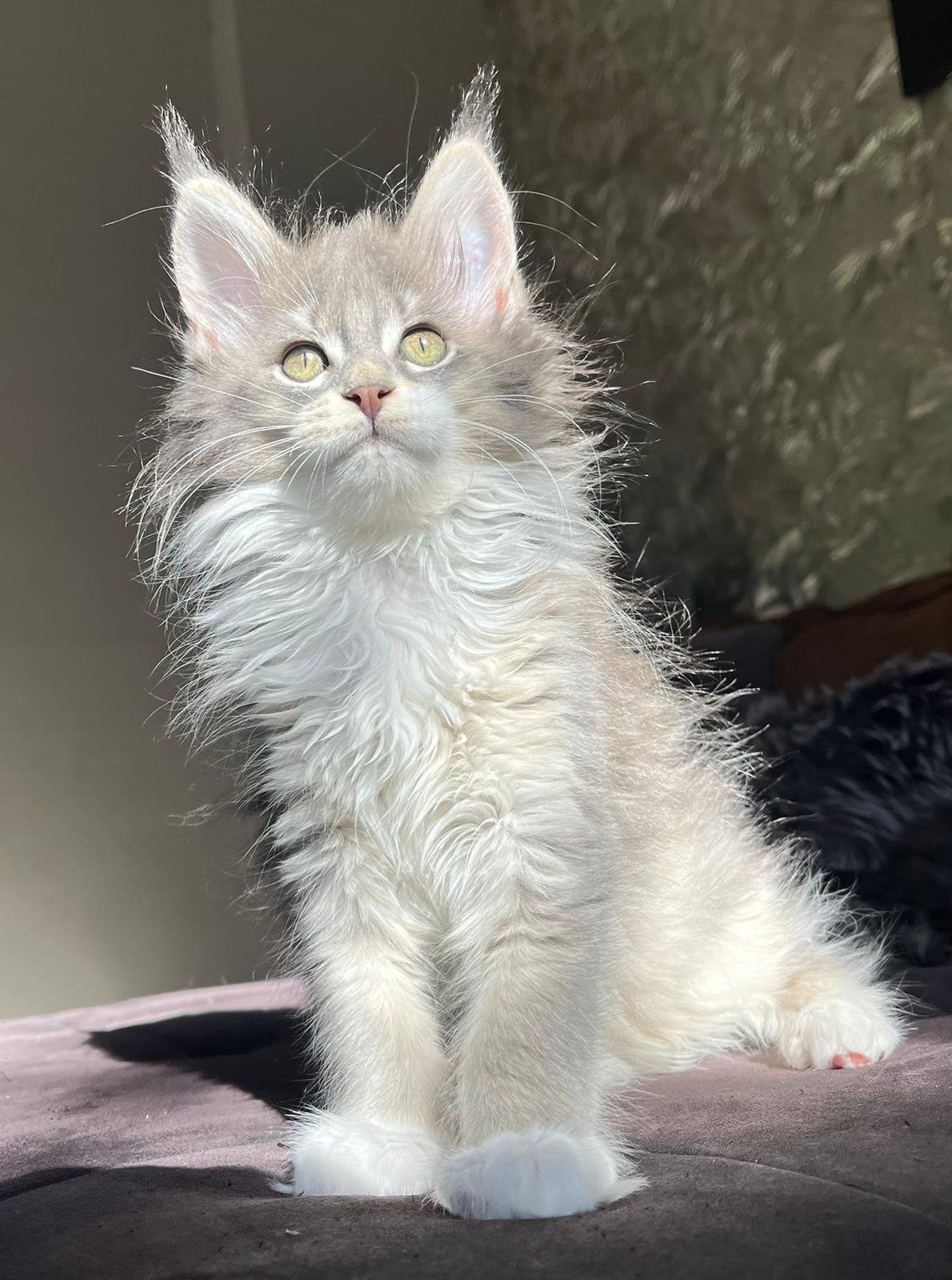 Maine coon poesjes met stamboom, Poes, Met stamboom