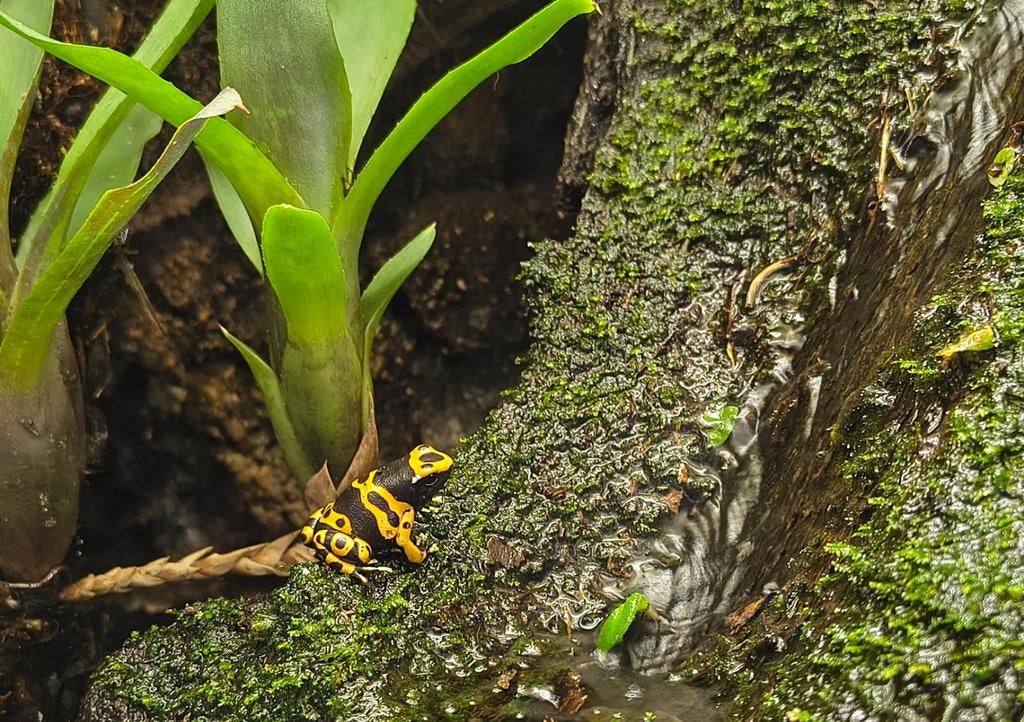 Gezocht Dendrobates leucomelas, Dieren en Toebehoren, Amfibie, 0 tot 2 jaar