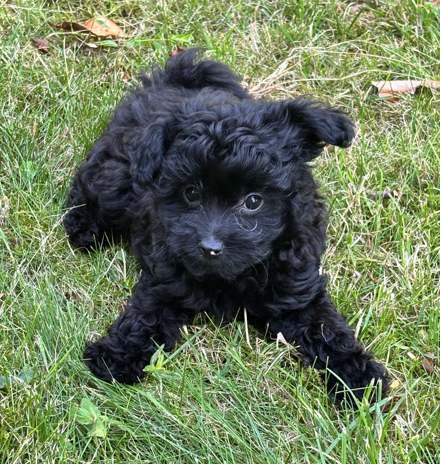 Pomapoo pups , vakantieoppas mogelijk, Poedel, Parvo, 8 tot 15 weken, Meerdere