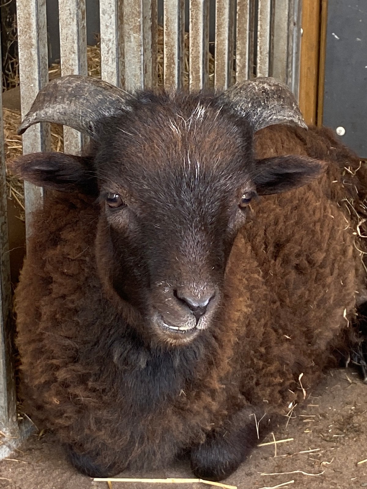 Mooie Ouessant ram lam Koen 2026 grise stamboek ouders, Mannelijk, Schaap