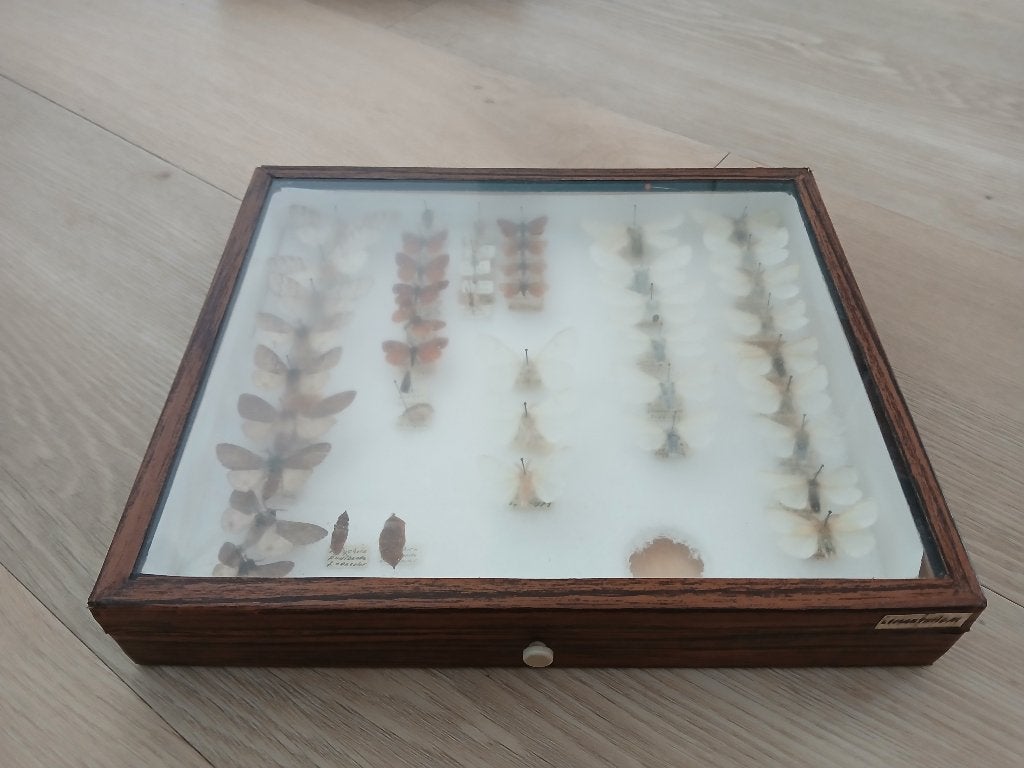 Vlinderverzameling in houten vitrine, Ophalen, Gebruikt, Insect, Opgezet dier