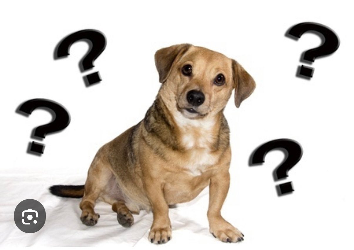 Lieve hond gezocht voor baasje op leeftijd, 6 jaar of ouder, Meerdere dieren, Eén hond, Middel