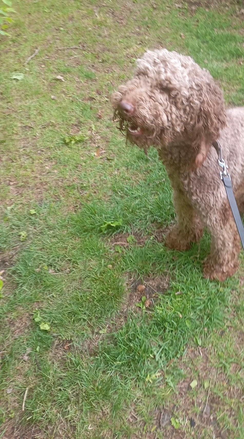 Koningspoedel reu, poedel mannetje, Reu, 1 tot 2 jaar, Eén hond, Nederland