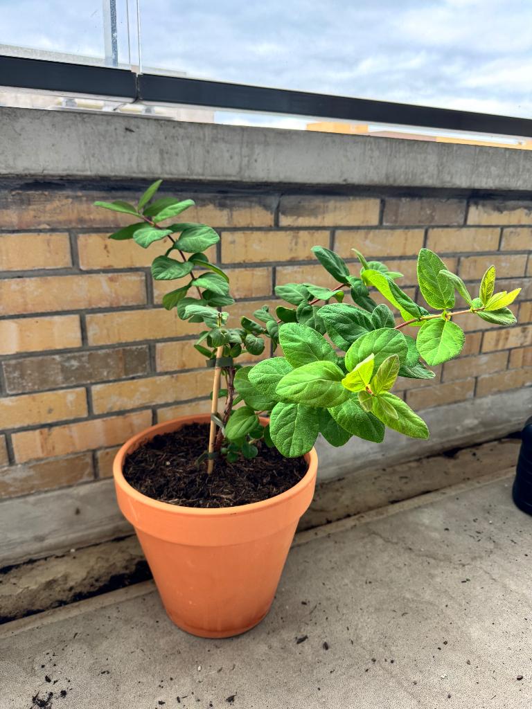 Gezonde Honingbes ‘Duet’ – 40 cm hoog, Ophalen, Volle zon, Vaste plant, Zomer