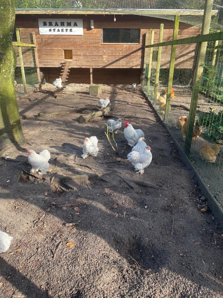 Cochin krielkippen, Dieren en Toebehoren, Vrouwelijk, Kip