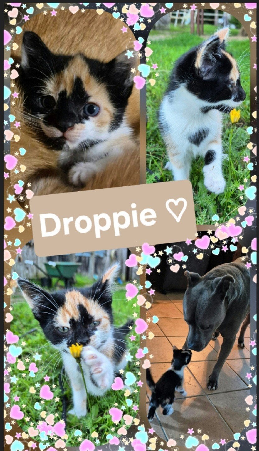 Lieve Droppie, Spekkie en Cookie zoeken een gezellig huisje, Dieren en Toebehoren, Meerdere dieren