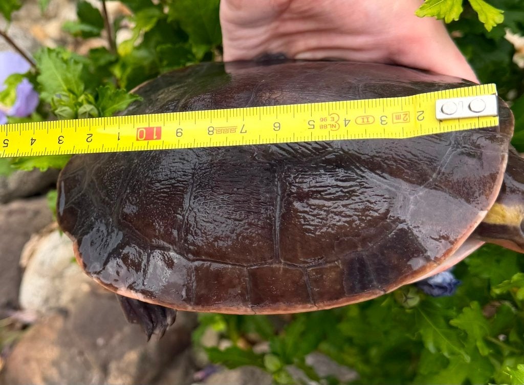 Emydura Subglobosa, met verblijf, Dieren en Toebehoren, Schildpad, Met terrarium, 3 tot 6 jaar