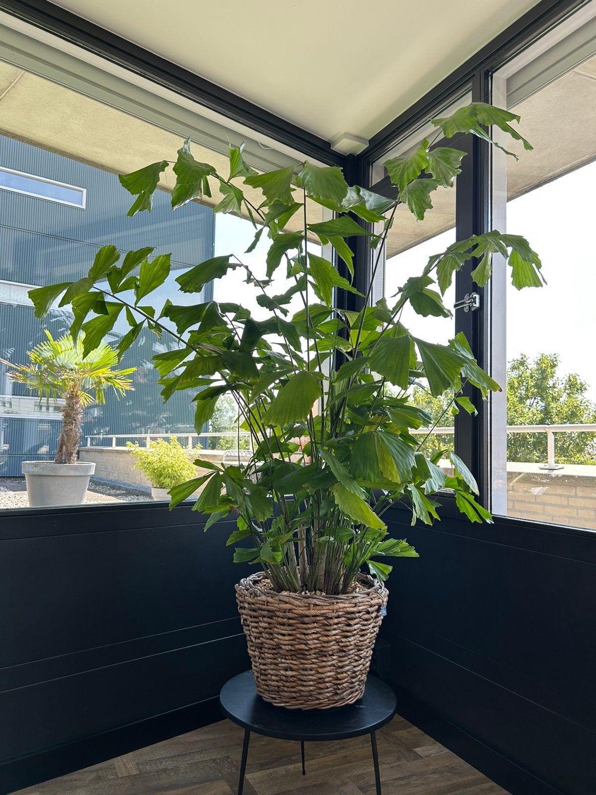 Vissenstaart grote palm incl mand 150 cm, Huis en Inrichting, Kamerplanten, Ophalen, 100 tot 150 cm, Palm, Halfschaduw