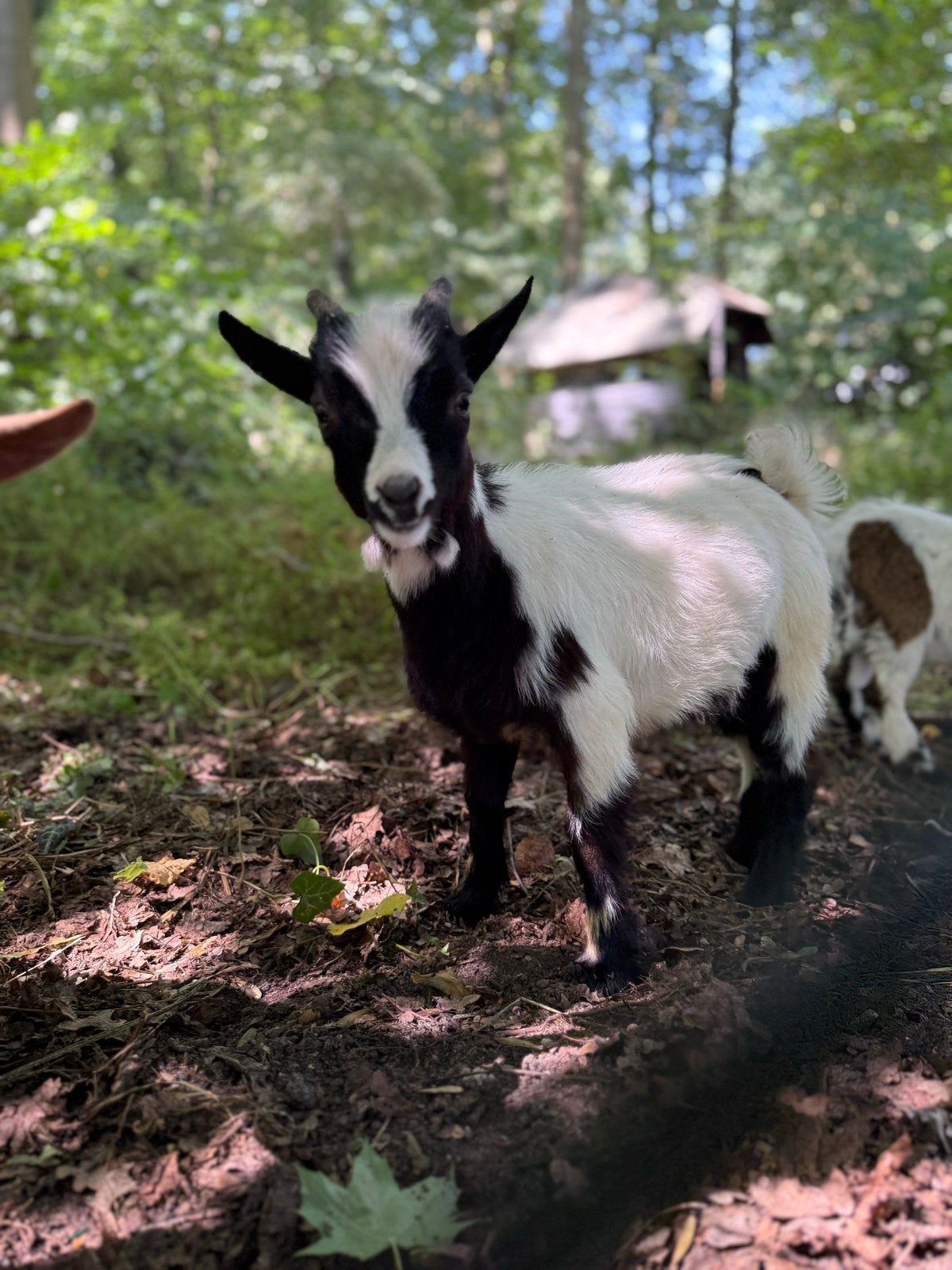 Dekbok te koop, Dieren en Toebehoren, Schapen, Geiten en Varkens, Mannelijk, Geit