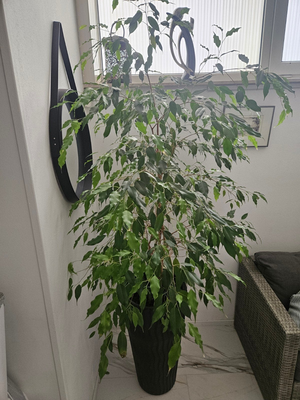 Kamerplant, Ophalen, Overige soorten, Halfschaduw, Minder dan 100 cm