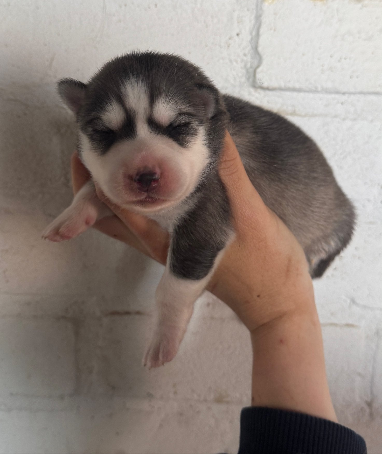 Kleine F3+ Pomsky Pups te reseveren, Dieren en Toebehoren, 8 tot 15 weken, Poolhond, Parvo, Meerdere