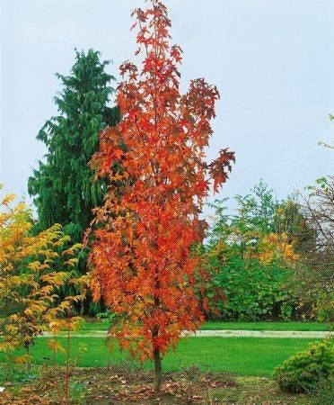 Liquidambar styrac. 'Slender Silhouette' Amberboom zuil-boom, Overige soorten, Volle zon, Vaste plant, Ophalen of Verzenden