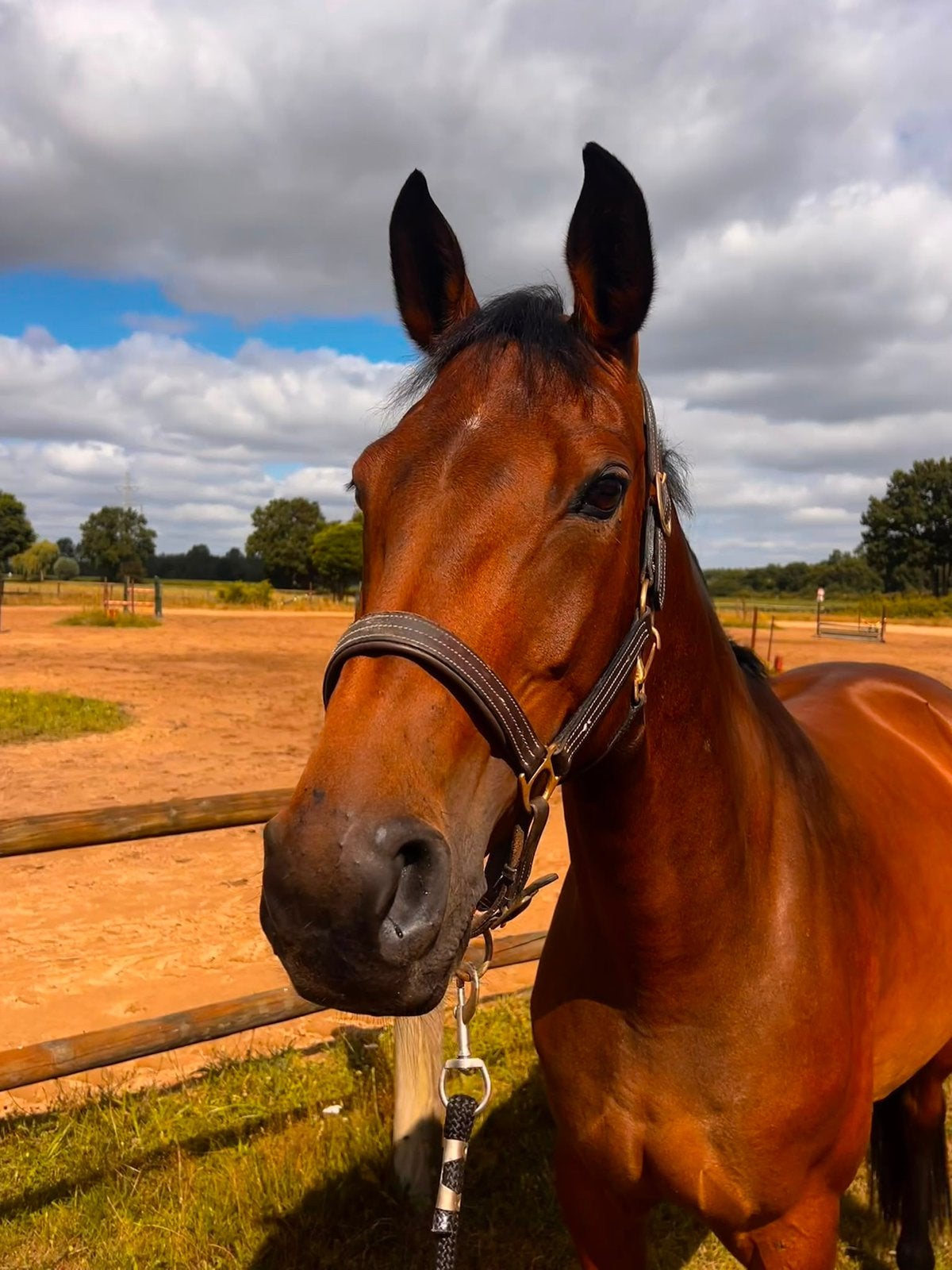 Leuke 8 jarige merrie, Dieren en Toebehoren, Paarden, Merrie, 165 tot 170 cm, 7 tot 10 jaar, Recreatiepaard, Met stamboom, Gechipt