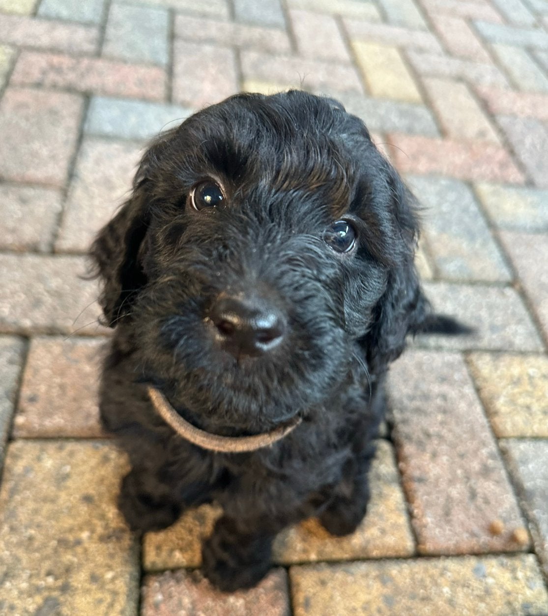 Labradoodle Pups - puppy's, Dieren en Toebehoren, 8 tot 15 weken, Meerdere, Meerdere dieren, Middel