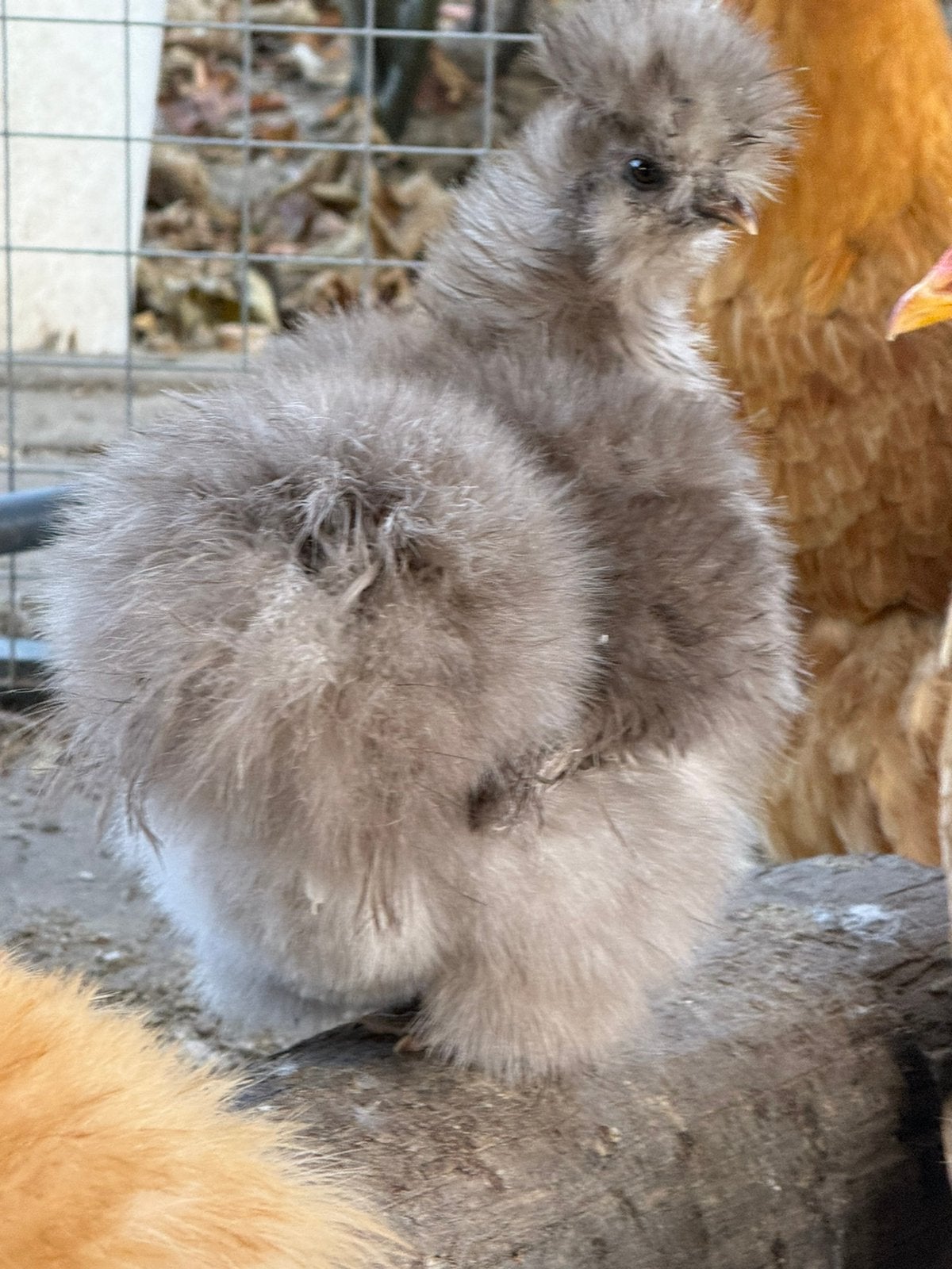 Zijdehoen hen, Dieren en Toebehoren, Meerdere dieren, Kip
