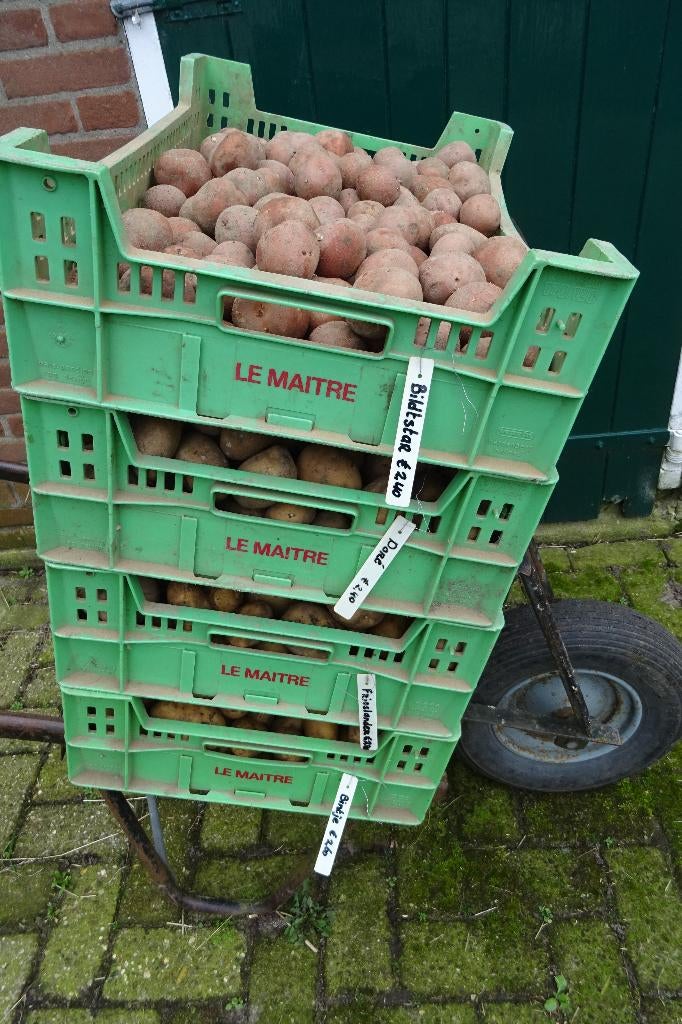 pootaardappels pootaardappelen pootuien groenteplanten, Ophalen, Nieuw