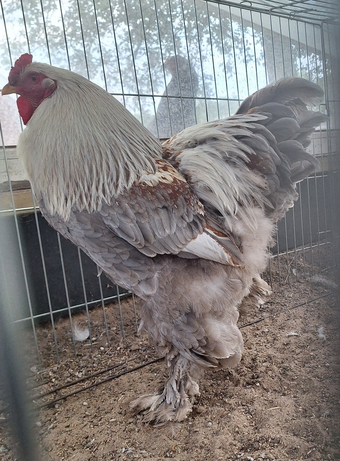 Grote Brahma haan 1 jaar, Dieren en Toebehoren, Mannelijk, Kip