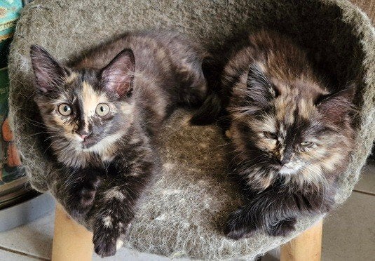 Noorse Boskat kittens zoeken verzorgers, Poes, Ontwormd, 0 tot 2 jaar