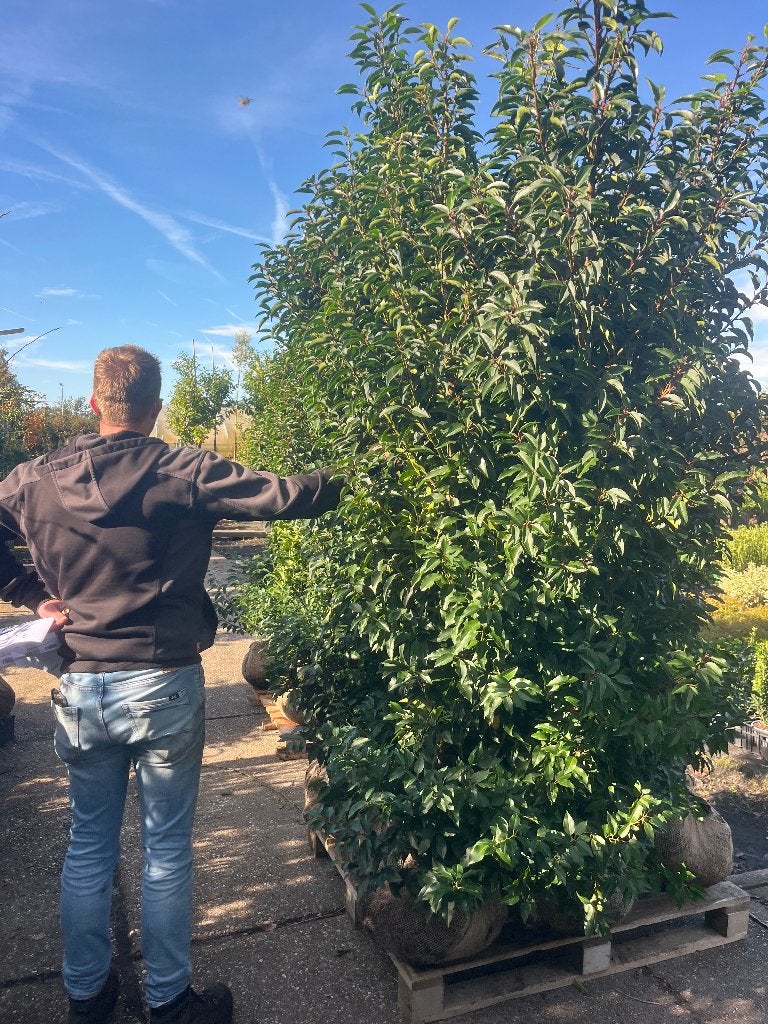 Portugese Laurier (Prunus Angustifolia) 200-225cm NU € 69,50, Ophalen, Laurier, Haag, 100 tot 250 cm