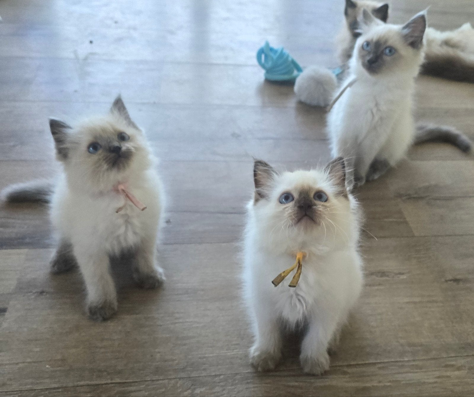 Ragdoll kitten met  stamboom, Dieren en Toebehoren, Katten en Kittens | Raskatten | Langhaar, Meerdere dieren