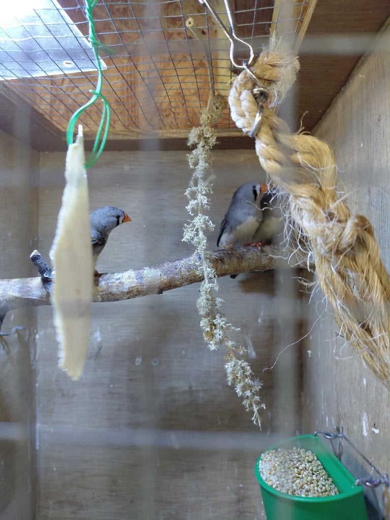 Zebra vinken, Dieren en Toebehoren, Vrouwelijk, Tropenvogel