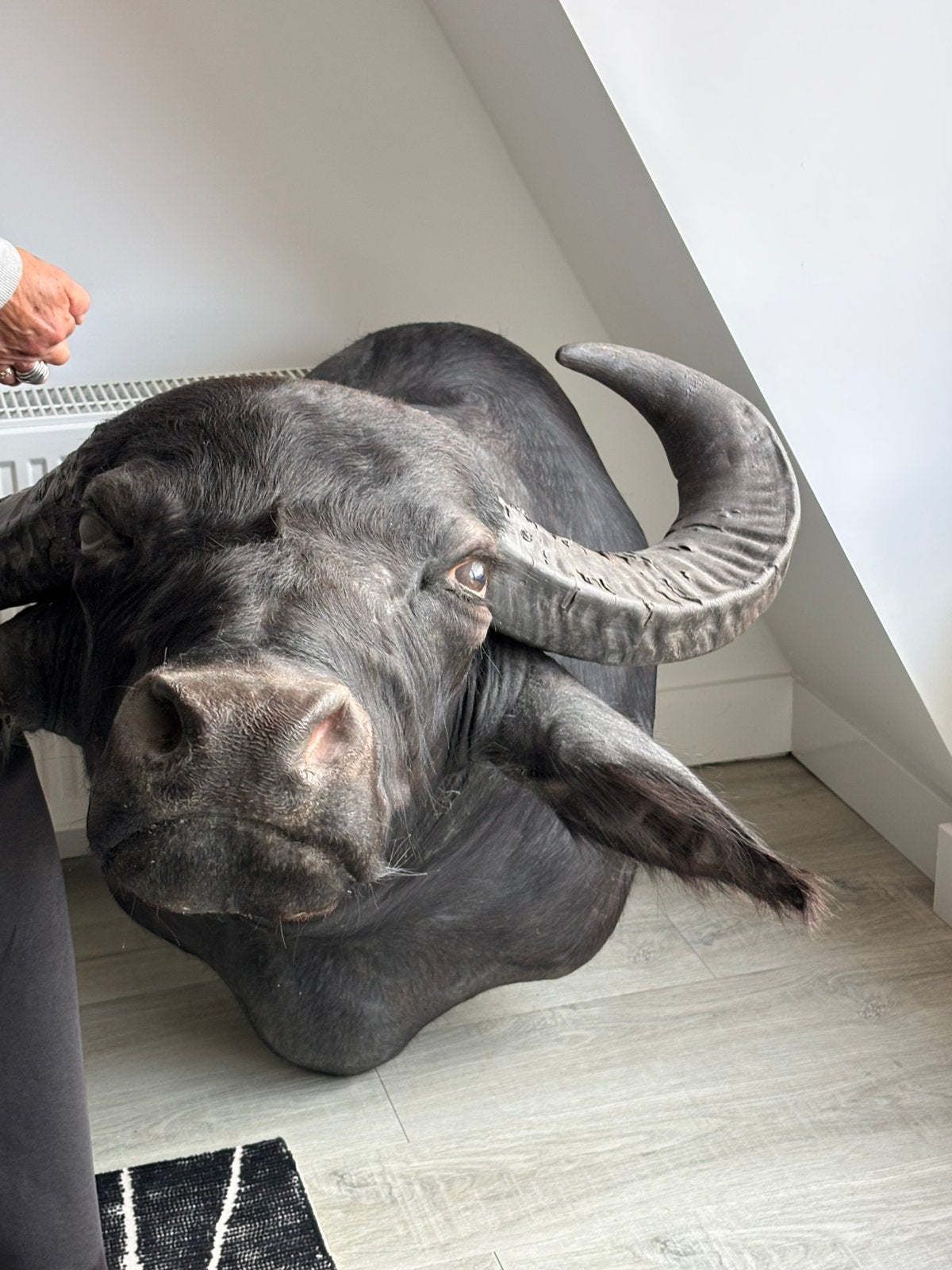 Buffel kop, opgezette buffel kop, Verzamelen, Ophalen, Gebruikt, Wild dier, Opgezet dier