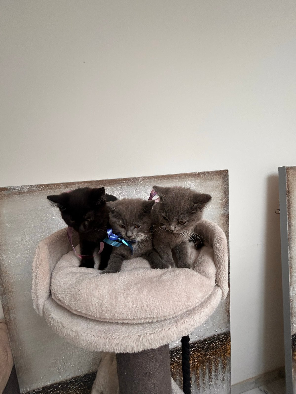 Britse korthaar kittens., Dieren en Toebehoren, Katten en Kittens | Raskatten | Korthaar, Meerdere dieren, Ontwormd, 0 tot 2 jaar